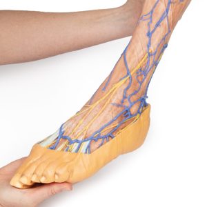 Onderbeen met Oppervlakkige Aderen, 3D Print