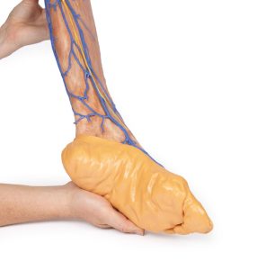 Onderbeen met Oppervlakkige Aderen, 3D Print