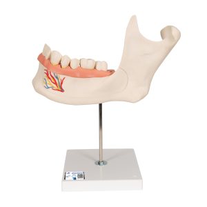 Onderkaak helft, 3x ware grootte