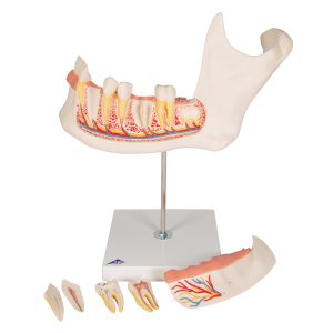 Onderkaak helft, 3x ware grootte