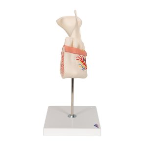 Onderkaak helft, 3x ware grootte