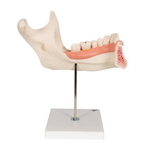 Onderkaak helft, 3x ware grootte