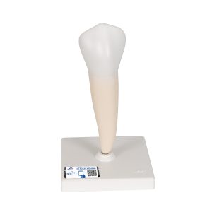 Onderste valse kies (Dentes premolares)
