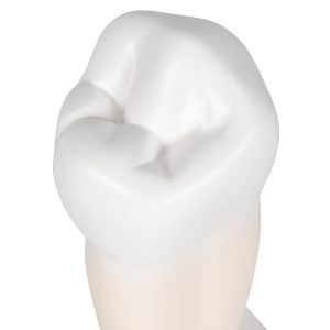 Onderste valse kies (Dentes premolares)