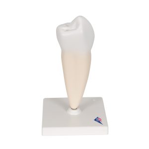 Onderste valse kies (Dentes premolares)