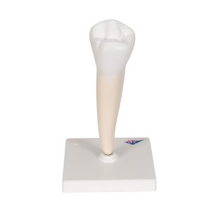 Onderste valse kies (Dentes premolares)