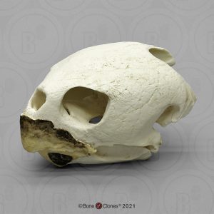 Onechte Karetschildpad Schedelmodel