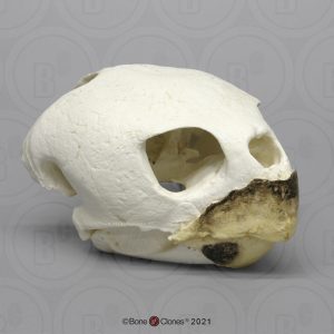 Onechte Karetschildpad Schedelmodel