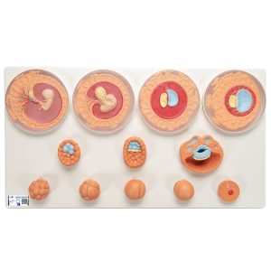 Ontwikkeling van de Embryo Model