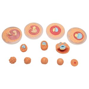 Ontwikkeling van de Embryo Model