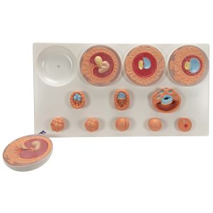 Ontwikkeling van de Embryo Model