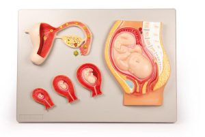 Ontwikkeling Foetus Model