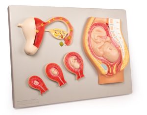Ontwikkeling Foetus Model