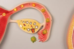Ontwikkeling Foetus Model
