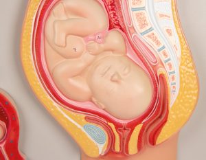 Ontwikkeling Foetus Model
