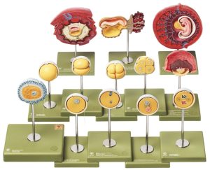 Ontwikkeling van de Menselijke Embryo Modellen Set (13-delig)