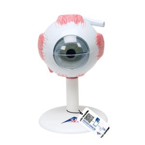 Oog, 3x ware grootte, 6-delig
