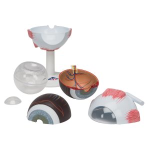 Oog, 3x ware grootte, 6-delig
