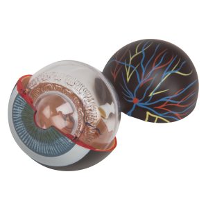 Oog, 3x ware grootte, 6-delig