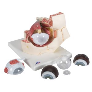Oog, 3x ware grootte, 7-delig