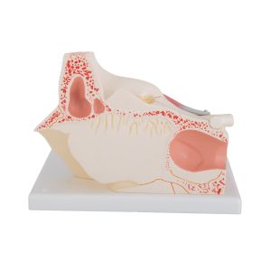 Oog, 3x ware grootte, 7-delig