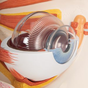 Oog, 5x vergroot, 11-delig