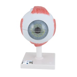 Oog, 5x ware grootte, 6-delig