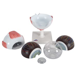 Oog, 5x ware grootte, 6-delig