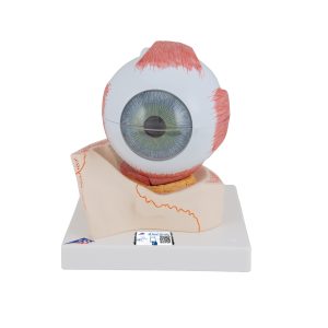 Oog, 5x ware grootte, 7-delig