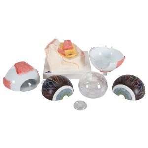 Oog, 5x ware grootte, 7-delig