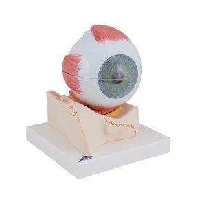 Oog, 5x ware grootte, 7-delig