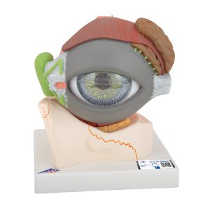 Oog, 5x ware grootte, 8-delig