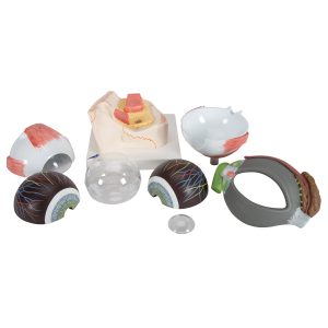 Oog, 5x ware grootte, 8-delig