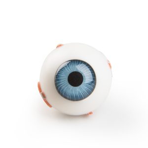 Oogmodel met Zenuw, ware grootte