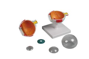 Oog Model, 4x ware grootte, 6-delig