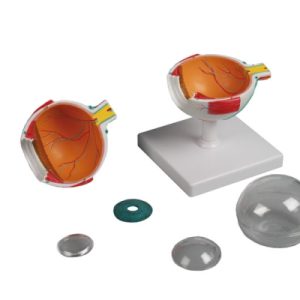 Oog Model, 4x ware grootte, 6-delig