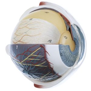 Oog Model, 4 x vergroot