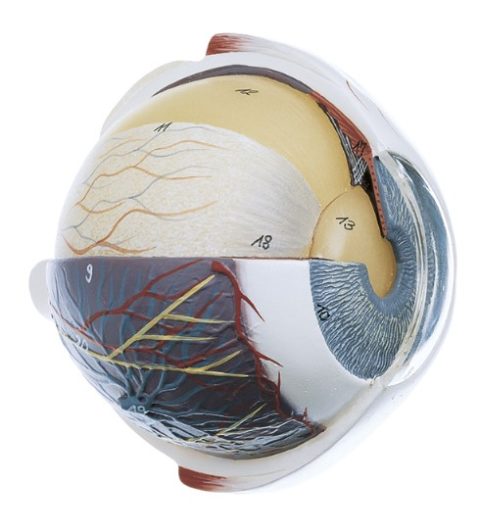 Oog Model, 4 x vergroot