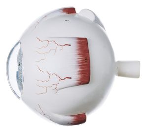 Oog Model, 4 x vergroot