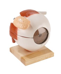 Oog Model met Functionele Lens