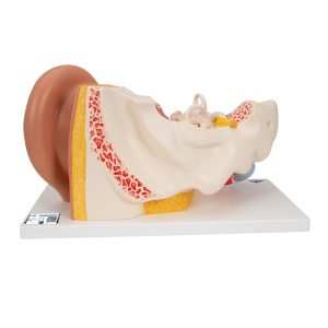 Oor, 3x ware grootte, 4-delig