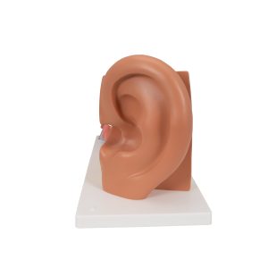 Oor, 3x ware grootte, 4-delig