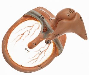 Oor met Oorschelp Model, 8-delig