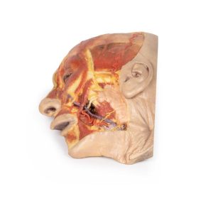 Oppervlakkige Dissectie Gezicht, 3D Print