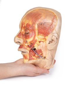 Oppervlakkige Dissectie Gezicht, 3D Print