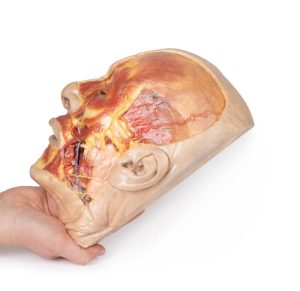 Oppervlakkige Dissectie Gezicht, 3D Print