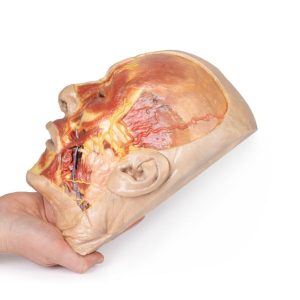 Oppervlakkige Dissectie Gezicht, 3D Print