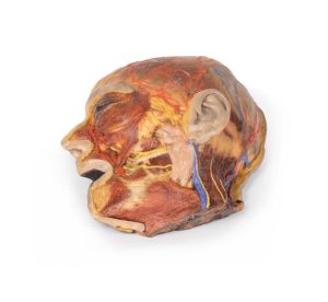 Oppervlakkige Gezichtszenuwen en Oorspeekselklier, 3D Print