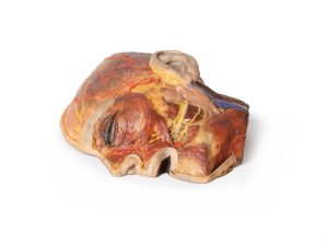 Oppervlakkige Gezichtszenuwen en Oorspeekselklier, 3D Print