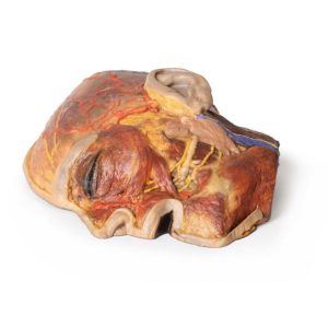 Oppervlakkige Gezichtszenuwen en Oorspeekselklier, 3D Print
